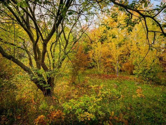 Ehringsdorf  Travertinlandschaft  2018 / Fotografie / Auflage 10 + 2 AP<br />(Als man 1879 im Taubacher Travertin berreste eines Lagerfeuers der steinzeitlichen Menschen entdeckte, war das weltweite Interesse an diesem Fundort gro. Die Abstammung des Menschen wurde gerade intensiv diskutiert.)