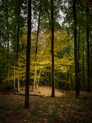 Hgelgrber 2018 / Fotografie / Auflage 10 + 2 AP<br />(Diese Grabanlagen bei Rmhild enthielten Reste eines niedergebrannten Scheiterhaufens.)