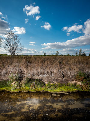 Strandsoden-Queller 2018 / Fotografie / Auflage 10 + 2 AP<br />(Grund fr die Salzstellen um den Kyffhuser sind Salzlagersttten in wenigen hundert Metern Tiefe. In geologischen Strungszonen kann salzhaltiges Grundwasser an die Oberflche gelangen.)