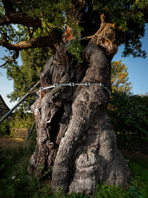 1000-jhrige Eiche von Nbdenitz 2018 / Fotografie / Auflage 10 + 2 AP<br />(Nicht selten wurden im Zuge der Christianisierung heidnische Kultsttten zerstrt, um an deren Stelle Kirchen zu bauen. Bekanntestes Beispiel ist die Fllung der Donar-Eiche in Geismar..)