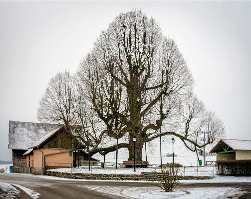 Centlinde Friedelshausen 2018 / Fotografie / Auflage 10 + 2 AP<br />(Hexenverbrennungsplatz, ca. 17. Jahrhundert)