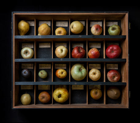 Pomologische Sammlung von Johann Volkmar Sickler 2018 / Fotografie / Auflage 10 + 2 AP<br />(Die authentischen Wachsfrchte wurden als Modellserien durch den Weimarer Verleger Friedrich Justin Bertuch an Obstbauer im In- und Ausland vertrieben.)
