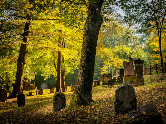 Jdischer Friedhof 2018 / Fotografie / Auflage 10 + 2 AP<br />(Auf Betreiben der NS Behrden wurde der jdische Friedhof 1943 als Berggarten zum Verkauf angeboten; da sich bis Kriegsende kein Kufer fand, blieb er vor Entweihung bewahrt.)