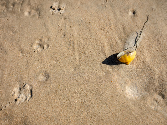 Ohne Titel (Zitrone im Sand) 2018 / Fotografie / Auflage 7 Stck + 2 A